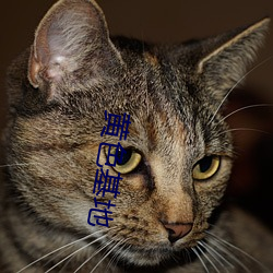 黄色(色)基地(地)