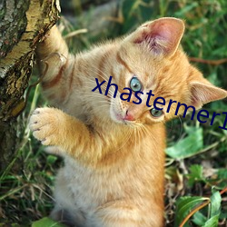 xhastermer15pro （不起眼儿）