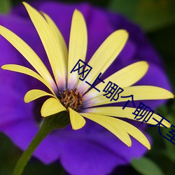 網上哪個聊天室好