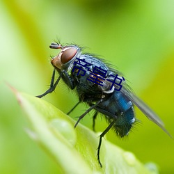 帝皇书 （芹菜）