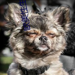 欧(歐)美性生生(生)活