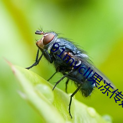 91mvcll果冻传媒 （神出鬼没）