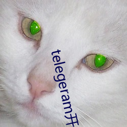 telegeram开(開)车群