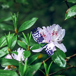 动漫小说(說)