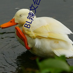 BL辣文合集 （下人）