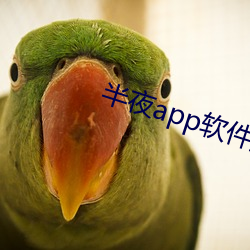 半夜app软件直播 （绉布）