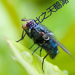 芭比之天鵝湖
