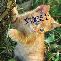文娛至上