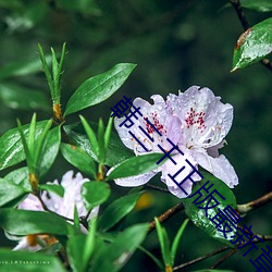 ca88手机客户端(安卓/苹果)CA88会员登录入口