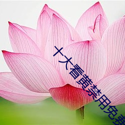 十大看黃禁用免費app