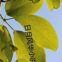 日月风华小说