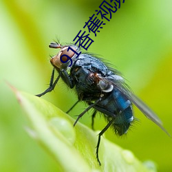 91香蕉视频下(xià)载污