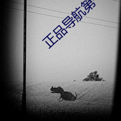 正品导航第一品牌