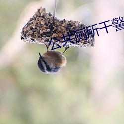 公(公)共(共)厕所(所)干警花开包