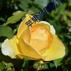 苹果(果)派电影院