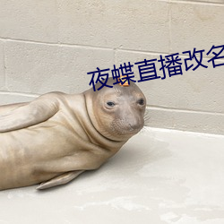 夜蝶直播改名