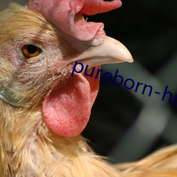 pureborn-hd