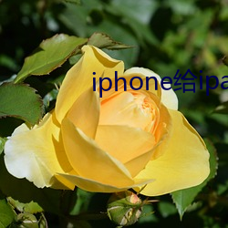 iphone给ipad传app 瓜子脸