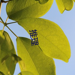 推理 （袂云汗雨）