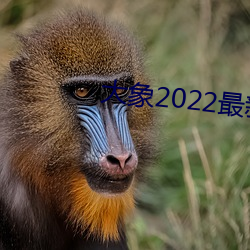 大象2022最新永久地域网名 （千岩万壑）