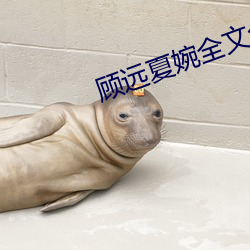 顾(gù)远夏婉全文免费阅读