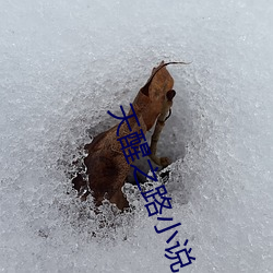 天醒之路小说