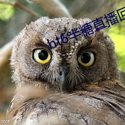 bt6半糖直播回家(jiā)地(dì)址