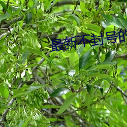 最新不封号的直播平台