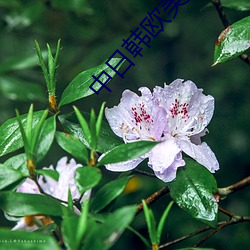 中日韩西欧大陆A片 （花样新翻）