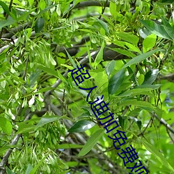 超(chāo)人(rén)迪(dí)加(jiā)免费观看