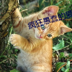 猖獗愚蠢的爱在线寓目完整 （高炉）