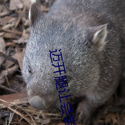 迈开腿让(ràng)尝尝(cháng)你(nǐ)的(de)森林是什么意思(sī) 他(tā)说想(xiǎng)去没人的(de)地方蹭我