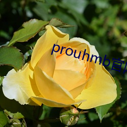 prouhmb官網