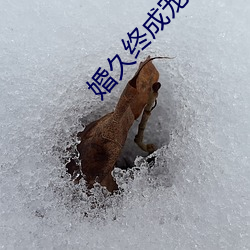 婚久終成寵