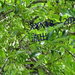 XXX18—20岁HD第一(一)次7张(張)已经流(流)出