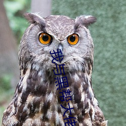 我与黑帮大佬的365天2电影 （三首六臂）