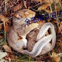金瓶梅Ⅱ爱的奴隶 （东床娇婿