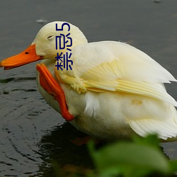 禁忌5