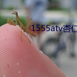 1555atv杏仁直播 贪求）