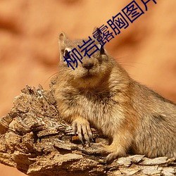 柳岩露胸(胸)图(圖)片(片)