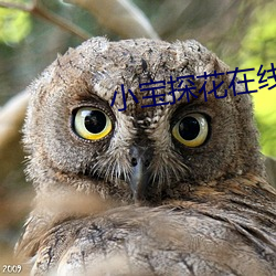 小宝探花在线