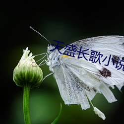 天盛长歌小说 （瞎灯黑火）