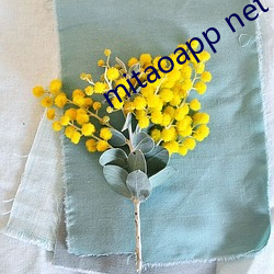 mitaoapp net