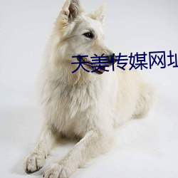 天美传(傳)媒网(網)址