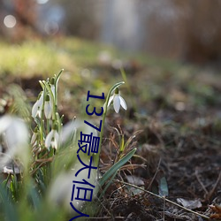 137最大(大)但(但)人(人)文艺术(術)