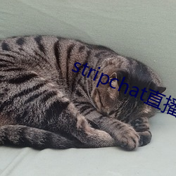 stripchat直播录播资源