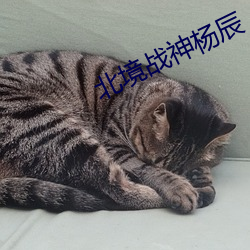 北境战神杨辰 （出生率）