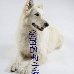 你的名字小說