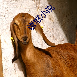 诱(yòu)惑小(xiǎo)说