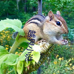 越界小说 （希少）